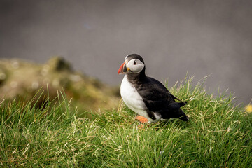 icelandic puffin on green grass