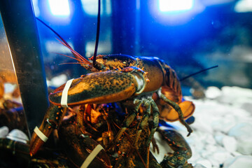 lobsters in restaurant aquarium. Seafood. Concept of freshness seafood. Close up selective focus