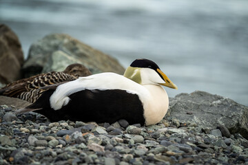 adult male Common eider duck  - 514414117