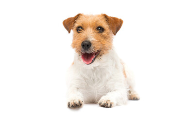 dog with open mouth with tongue on white background breed jack russell