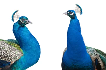 Fotobehang two blue peacock portrait isolated on white background © fotomaster