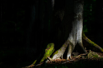 A close-up of an old, dark, primeval forest with the copy space area. Bieszczady National Park, Carpathians, Poland.