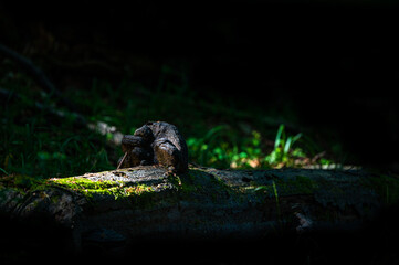 A close-up of an old, dark, primeval forest with the copy space area. Bieszczady National Park, Carpathians, Poland.