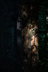 A close-up of an old, dark, primeval forest with the copy space area. Bieszczady National Park, Carpathians, Poland.