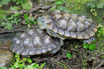 Two red eared slider tortoises are basking on the moss-covered ground on the riverbank. This reptile has the scientific name Trachemys scripta elegans.