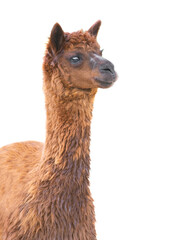 portrait alpaka (vicugna pacos) isolated on white © fotomaster