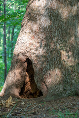 Obraz premium A brown bear´s lair in the old fir tree. Bieszczady Mountains, Carpathians, Poland.