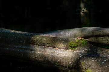 A close-up of an old, dark, primeval forest with the copy space area. Bieszczady National Park, Carpathians, Poland.