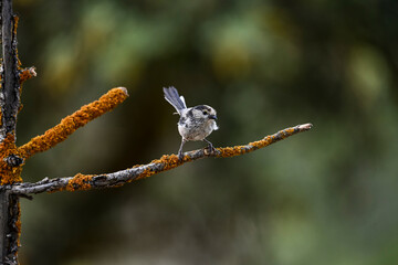 Aegithalos caudatus - The myth is a species of passerine bird in the Aegithalidae family