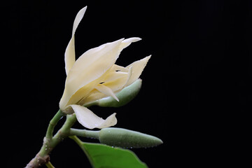 The beauty of a white magnolia flower in bloom. This fragrant flower has the scientific name...