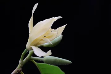 Fotobehang The beauty of a white magnolia flower in bloom. This fragrant flower has the scientific name Michelia champaca. · © I Wayan Sumatika