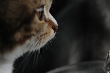 Fototapeta Close-up Of Cat obraz