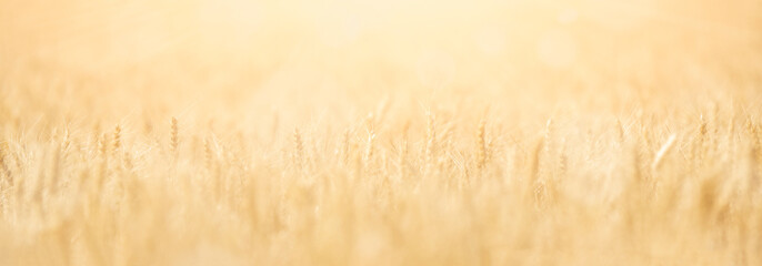 Light abstract background, wheat field with bokeh circles. soft focus panoramic image - 514415589