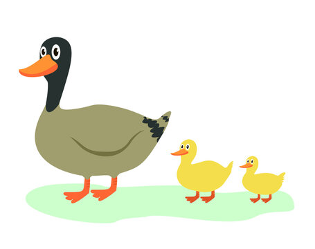 Cute duck in cartoon style. Duck and ducklings set. Cute mother duck and yellow babies birds walking on grass. Vector illustrations for farm animals, poultry, countryside concept. Isolated on white.