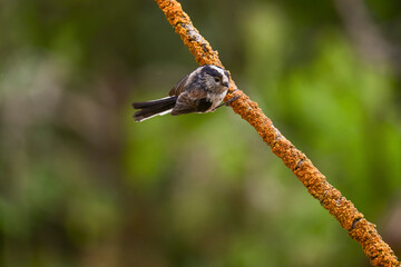 Aegithalos caudatus - The myth is a species of passerine bird in the Aegithalidae family