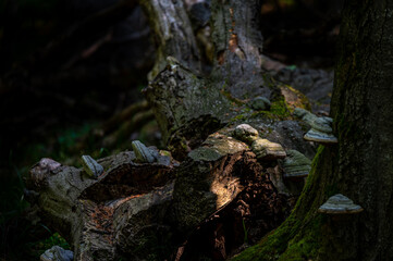 A close-up of an old, dark, primeval forest with the copy space area. Bieszczady National Park, Carpathians, Poland.