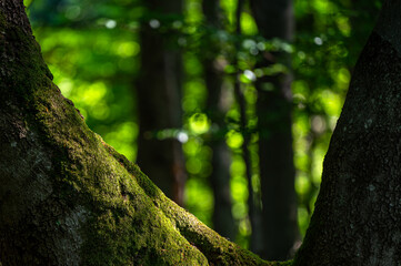 A close-up of an old, dark, primeval forest with the copy space area. Bieszczady National Park, Carpathians, Poland.