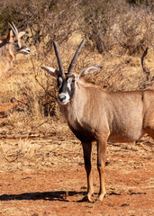 Roan Antelope bull, Game farm, South Africa