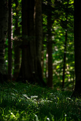 A close-up of an old, dark, primeval forest with the copy space area. Bieszczady National Park, Carpathians, Poland.