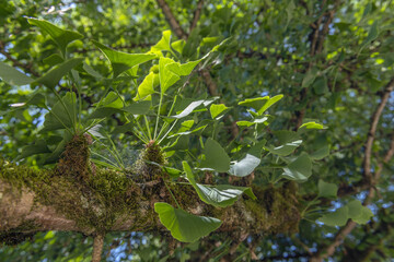 Fototapeta na wymiar Branch with ginkgo leaves in island of mainau.