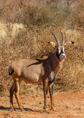 Roan Antelope bull, Game farm, South Africa