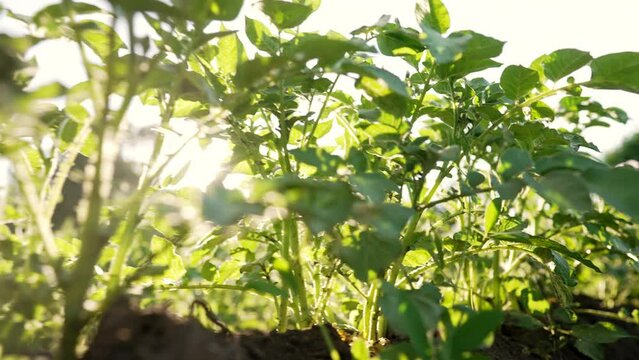Potato plants bushes growing in rows on farm, vegetable field. Green potatoes, young blooming plants. Agriculture, plantation, industry, summer sunny day.