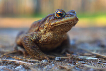 Wild nature, breaststroke, amphibian, wild animal ...