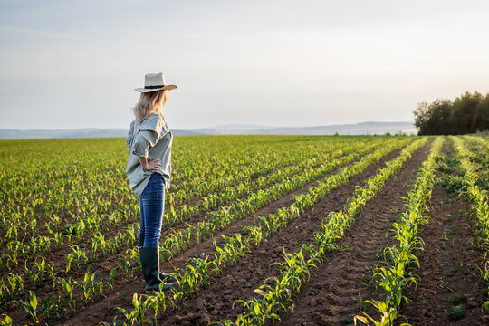 Satisfied female farmer is looking at corn field in cultivated land. Woman with straw hat standing in agricultural field