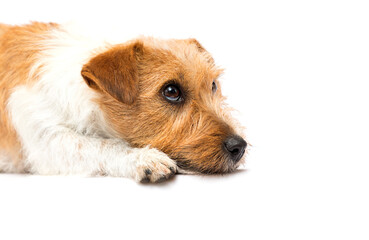 sad dog on white background jack russell breed