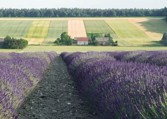 kwitnąca lawenda © siwyk