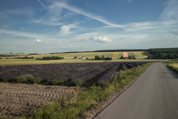 pole kwitnącej lawendy © siwyk