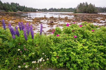 Wild flowers at Murphy Cove in Nova Scotia, Canada