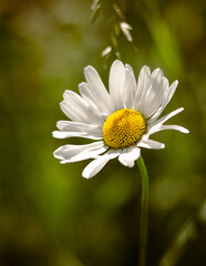Obraz premium daisy flower closeup