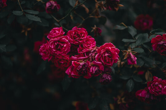 Close-up Of Red Flowering Plant © indir merdanović/EyeEm