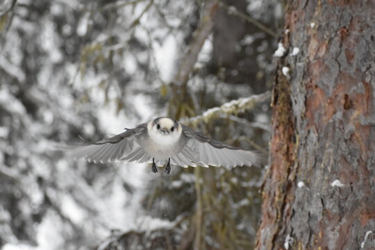 Canada Jay Flying