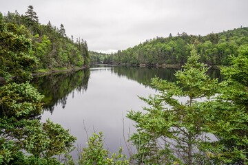 A forest at Newcombe Creek in Ship Harbour, Nova Scotia, Canada