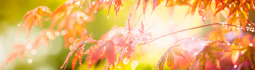 Raindrops glisten on the leaves of a burgundy Japanese maple tree in the light of the rainy morning sun. soft focus panoramic image - 514419739
