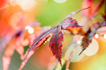 Raindrops glisten on the leaves of a burgundy Japanese maple tree in the light of the rainy morning sun. - 514419786