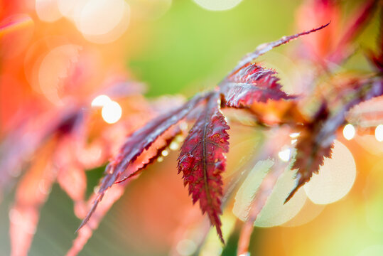 Raindrops glisten on the leaves of a burgundy Japanese maple tree in the light of the rainy morning sun.