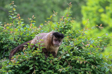 A monkey on a tree. A monkey in nature. Robust capuchin monkeys are capuchin monkeys in the genus Sapajus.