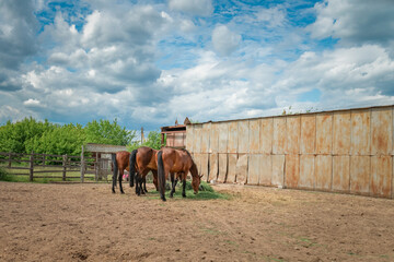 Thoroughbred horses stand in a paddock on a farm.