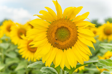 Fields of sunflowers or sun (Helianthus annuus) grown for its edible seeds, flour and oil.