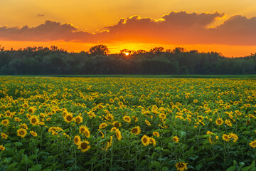 Fields of sunflowers or sun at sunset (Helianthus annuus) grown for its edible seeds, flour and oil.