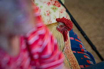 rooster in the room
