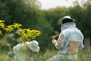couple of beekeepers checking a frame with bees.