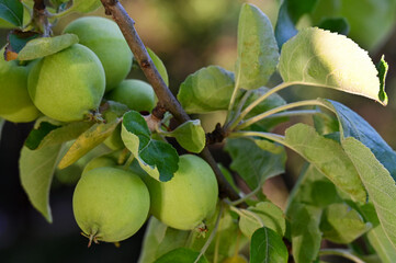 green apples ripen in the garden 