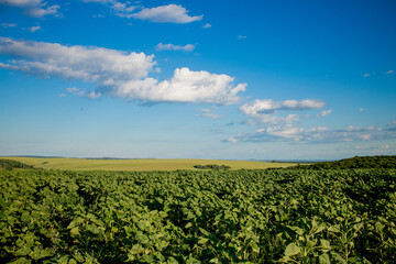Green unbloomed sunflowers on a sunny blue sky day. Natural landscape. Field of sunflowers
