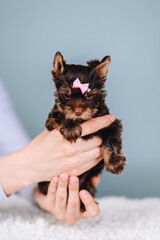Terrier Puppy Hold in Hands on Blue Background. Puppy with Serious and Curious Muzzle.