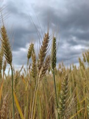 wheat field in the summer