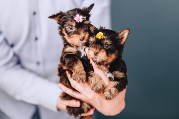 Man Holds Two Female Yorkshire Terrier Puppy in Hands. Dog Hair Decoration.